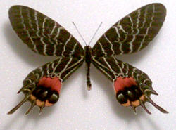 Buthanitis lidderdaleii aberration541 (Internet Image property of respective owner, non-commercial use only)